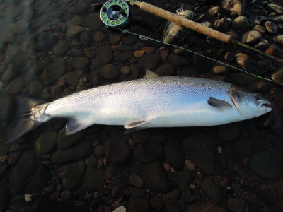 Kent reporting from the openingdays on the Tweed