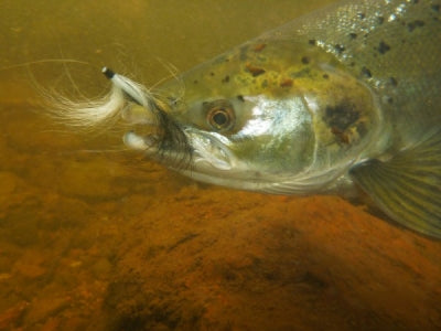 River Dee Report – June 24th