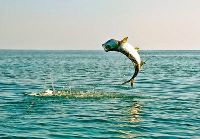 Join to tarpon Paradise!