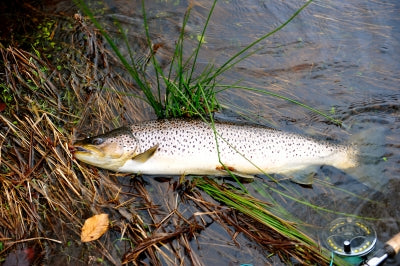 Great opening days on the Em!
