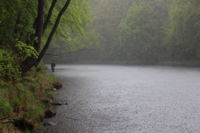 Salmon in Morrum River