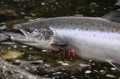 Catch & Release!