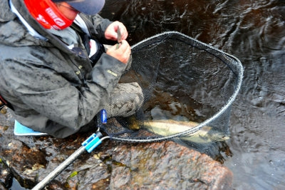Tuesday´s fishing