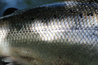 Fishing warm weather conditions