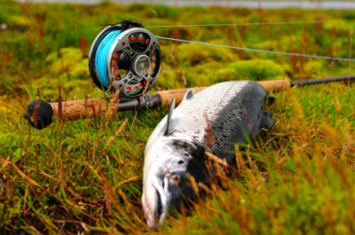 ...last fishing in Iceland - for this time!