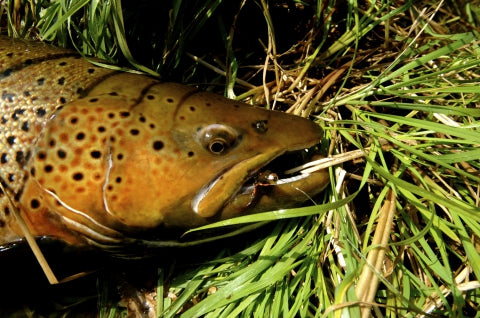 Sea trout time!