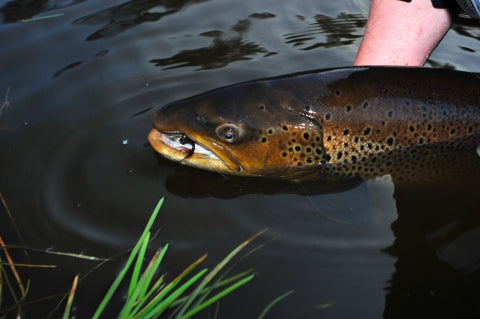 A REAL Em sea trout!