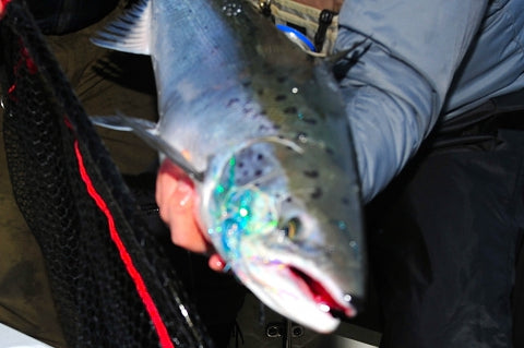 First salmon of the seasson!