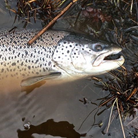 Spring fishing on the Em