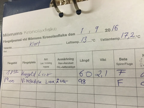 Mörrum again...