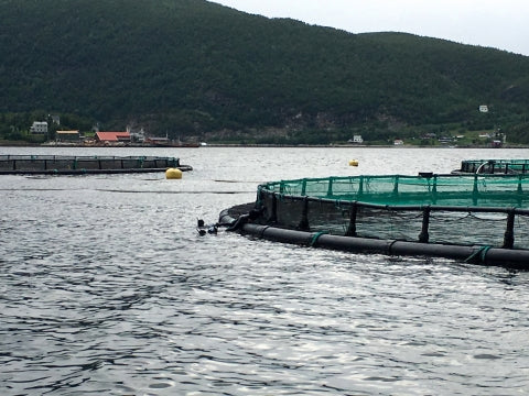 DON’T EAT FARMED NORWEGIAN SALMON!