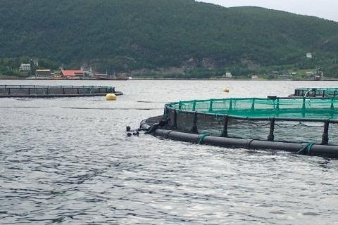 Mikael Frödin sued by Norwegian fish farming company