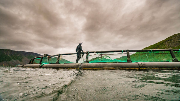 Artifishal – The Fight to Save Wild Salmon
