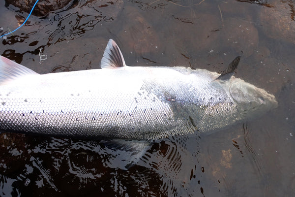 Second day Kharlovka, tough weather and big fish