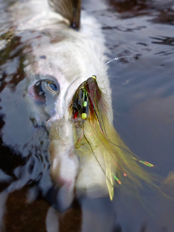 The best flies of the trip – triple T simply rules!