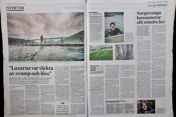SvD cover – "New shades of shame on Norwegian salmon farming"