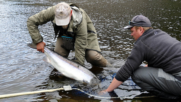 Sautso, Alta – Midnight Sun & Big Fish on a Dry Fly