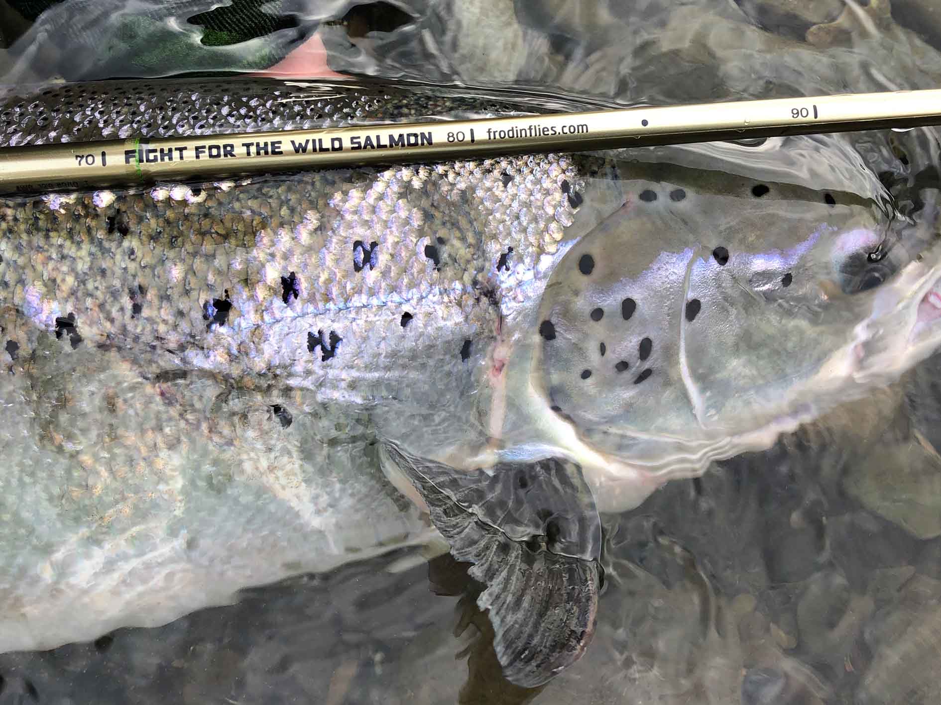 Wild Salmon' C&R Measuring Sticker | Shop now – Frödinflies